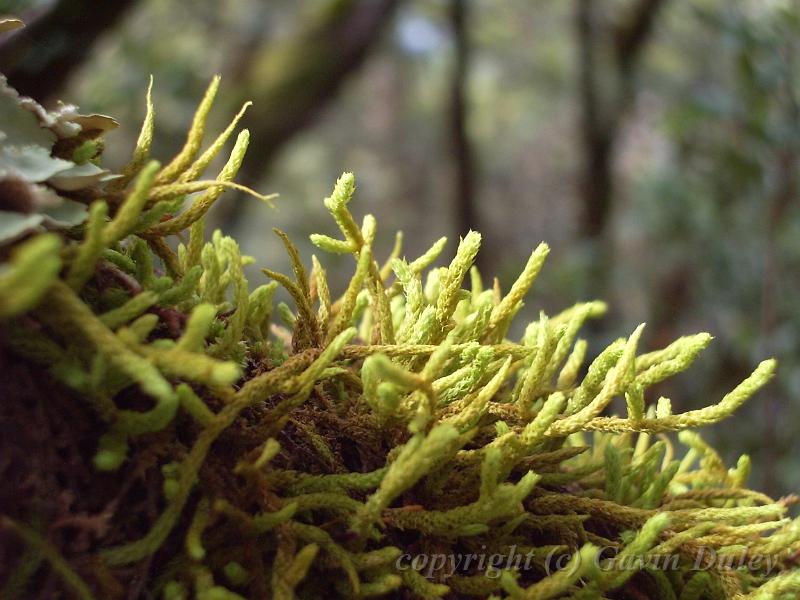 Moss - a forest on a branch, Point Lookout IMGP1329.JPG